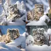 雪豹照片，摄影