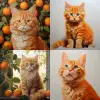 我想要一个橘猫