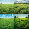 Lush grass on the plains, in one year, withers and thrives once each