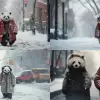 主题：穿着外套的大熊猫在积雪的冬季街道上行走关键词：舒适的冬装，白雪覆盖的城市景观，悠闲漫步，迷人的熊猫，宁静的降雪风格：照片级真实感相机和镜头：Fujifilm GFX 100，63 mm f/2.8灯光：柔和的漫射光雪天环境：冬季氛围长宽比命令--ar 16：9--v 5.2