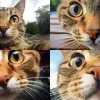 一只猫看着相机镜头的极端特写，iPhone照片--AR 16：9--5.2