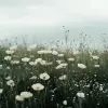 
一片开满鲜花的田野，呈深白色和深绿色，草原核