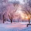 冬季城市公园美丽的自然景观，日落时蓬松的落叶树木覆盖着冰雪，呈淡紫色和粉红色--c1.5