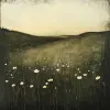 
一片开满鲜花的田野，呈深白色和深绿色，草原核