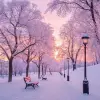冬季城市公园美丽的自然景观，日落时蓬松的落叶树木覆盖着冰雪，呈淡紫色和粉红色--c1.5