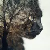 [cat]，[树]，双重曝光--styminster 250