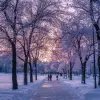 冬季城市公园美丽的自然景观，日落时蓬松的落叶树木覆盖着冰雪，呈淡紫色和粉红色--c1.5