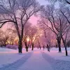 冬季城市公园美丽的自然景观，日落时蓬松的落叶树木覆盖着冰雪，呈淡紫色和粉红色--c1.5