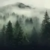 云雾弥漫的森林，极简主义画布风格，逼真的风景，国家地理照片，超高清图像，密集图案图像，深灰色和绿色，朴实的自然主义，摄影，大气云--ar 16：9 --v 5.2