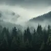 forest with mist across the scene, in the style of minimalist canvases, photo-realistic landscapes, national geographic photo, UHD image, densely patterned imagery, dark gray and green, earthy natural