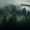 云雾弥漫的森林，极简主义画布风格，逼真的风景，国家地理照片，超高清图像，密集图案图像，深灰色和绿色，朴实的自然主义，摄影，大气云--ar 16：9 --v 5.2