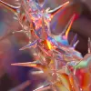 透明颜色的尖刺的特写，风格为vray追踪、分子、扭曲分支、全息术、zbrush、泡沫朋克、发光sfumato --v6.0--风格原始--ar 9：16