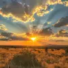 The most beautiful sunset over the plains of South Africa, dramatic clouds and sky, a small bush in the foreground, photo taken with an iPhone. --ar 3:4 --v 6.0 --style raw 