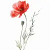 例证白色背景上的单朵红色野花，简单，水彩，手绘，--ar 3：4 --styminster 50 --v 6.0
