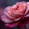 清晨露水花园中，玫瑰花瓣特写，绯红与嫩粉色彩，高清摄影风格，花瓣细腻层叠，露珠晶莹剔透，晨光斜射花瓣，画面唯美柔和