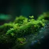 森林苔藓石上，苔藓绒毛特写，墨绿与翠绿色彩，高清微距摄影风格，绒毛细节丰富，微光映射苔藓表面，画面静谧生机