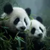 竹林晨雾，熊猫特写咀嚼竹叶，黑白分明毛色与翠绿竹叶，高清国风动物摄影特写，竹叶水珠、熊猫表情憨态可掬，雾气和柔光融合，画面温柔