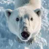 雪地中央，北极熊凝视镜头，纯白厚重毛发与黑色鼻尖，高清自然特写摄影风格，毛发层次分明，冰面反射冷光，眼神透出温柔与力量