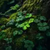 林间苔藓覆盖树根，绿萝叶片特写，深绿与亮绿色彩，高清自然摄影风格，叶面纹理清晰，微光穿透叶片，画面生动立体